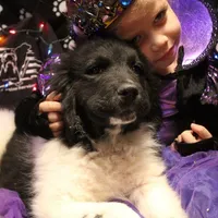 Chicken, a male Newfoundland for sale in Brownington Center, VT – Photo 3 of 10