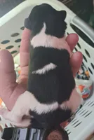 processed/c56e2048-0c1a-4a95-86da-2f09766e70a2/listing/0a9ae07b-5cb0-47b4-8c77-ec508b7ddbc4/39581cef-d604-43e5-8701-fd528bc2694f