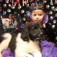 Chicken, a male Newfoundland for sale in Brownington Center, VT – Photo 10 of 10