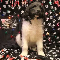 Chicken, a male Newfoundland for sale in Brownington Center, VT – Photo 9 of 10