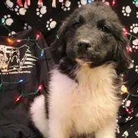 Chicken, a male Newfoundland for sale in Brownington Center, VT – Photo 4 of 10