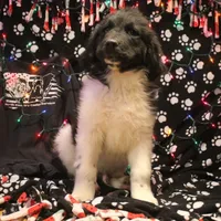 Chicken, a male Newfoundland for sale in Brownington Center, VT – Photo 8 of 10