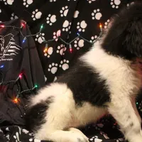 Chicken, a male Newfoundland for sale in Brownington Center, VT – Photo 6 of 10