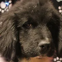 Chicken, a male Newfoundland for sale in Brownington Center, VT – Photo 1 of 10