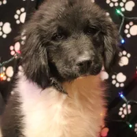 Chicken, a male Newfoundland for sale in Brownington Center, VT – Photo 2 of 10