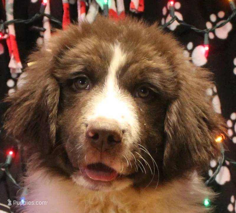 Ronni – Newfoundland puppy for sale in Brownington Center, VT