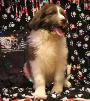 Ronni, a male Newfoundland for sale in Brownington Center, VT – Photo 4 of 10