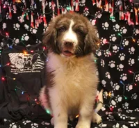 Ronni, a male Newfoundland for sale in Brownington Center, VT – Photo 5 of 10