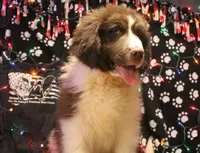 Ronni, a male Newfoundland for sale in Brownington Center, VT – Photo 2 of 10