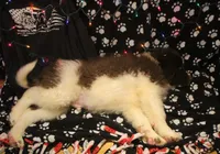 Ronni, a male Newfoundland for sale in Brownington Center, VT – Photo 7 of 10