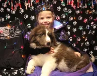 Ronni, a male Newfoundland for sale in Brownington Center, VT – Photo 8 of 10