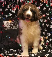 Ronni, a male Newfoundland for sale in Brownington Center, VT – Photo 10 of 10