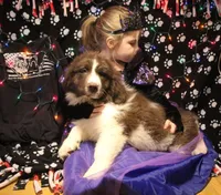 Ronni, a male Newfoundland for sale in Brownington Center, VT – Photo 6 of 10