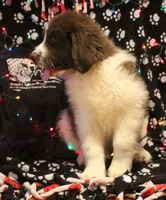 Ronni, a male Newfoundland for sale in Brownington Center, VT – Photo 3 of 10