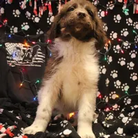 Pineapple, a female Newfoundland for sale in Brownington Center, VT – Photo 10 of 10