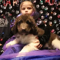 Pineapple, a female Newfoundland for sale in Brownington Center, VT – Photo 6 of 10