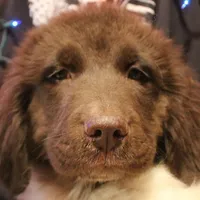 Pineapple, a female Newfoundland for sale in Brownington Center, VT – Photo 7 of 10