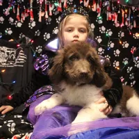 Pineapple, a female Newfoundland for sale in Brownington Center, VT – Photo 9 of 10