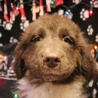 Pineapple, a female Newfoundland for sale in Brownington Center, VT – Photo 1 of 10
