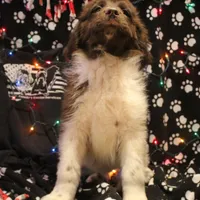 Pineapple, a female Newfoundland for sale in Brownington Center, VT – Photo 8 of 10