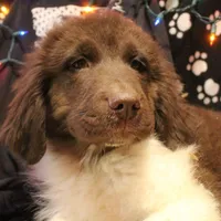 Pineapple, a female Newfoundland for sale in Brownington Center, VT – Photo 3 of 10