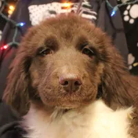 Pineapple, a female Newfoundland for sale in Brownington Center, VT – Photo 4 of 10
