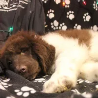 Pineapple, a female Newfoundland for sale in Brownington Center, VT – Photo 2 of 10