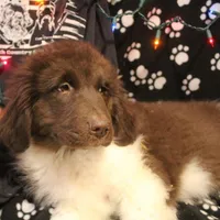 Pineapple, a female Newfoundland for sale in Brownington Center, VT – Photo 5 of 10