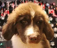 4 Cheese, a female Newfoundland for sale in Brownington Center, VT – Photo 3 of 10