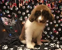 4 Cheese, a female Newfoundland for sale in Brownington Center, VT – Photo 4 of 10