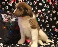 4 Cheese, a female Newfoundland for sale in Brownington Center, VT – Photo 2 of 10