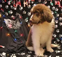 4 Cheese, a female Newfoundland for sale in Brownington Center, VT – Photo 5 of 10