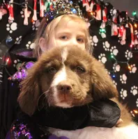 4 Cheese, a female Newfoundland for sale in Brownington Center, VT – Photo 8 of 10