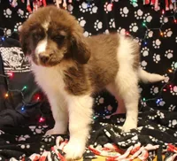 4 Cheese, a female Newfoundland for sale in Brownington Center, VT – Photo 9 of 10