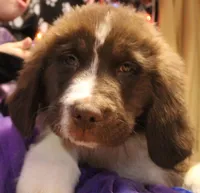 4 Cheese, a female Newfoundland for sale in Brownington Center, VT – Photo 1 of 10
