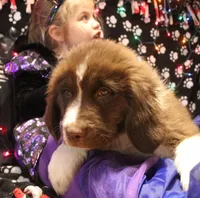 4 Cheese, a female Newfoundland for sale in Brownington Center, VT – Photo 7 of 10