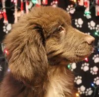 Peppa, a female Newfoundland for sale in Brownington Center, VT – Photo 4 of 10