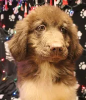 Peppa, a female Newfoundland for sale in Brownington Center, VT – Photo 2 of 10