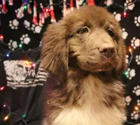Peppa, a female Newfoundland for sale in Brownington Center, VT – Photo 3 of 10