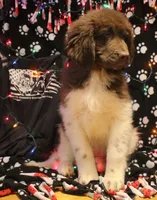 Peppa, a female Newfoundland for sale in Brownington Center, VT – Photo 5 of 10