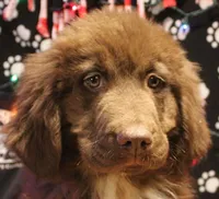 Peppa, a female Newfoundland for sale in Brownington Center, VT – Photo 1 of 10