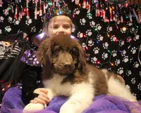 Peppa, a female Newfoundland for sale in Brownington Center, VT – Photo 10 of 10