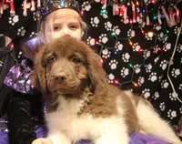 Peppa, a female Newfoundland for sale in Brownington Center, VT – Photo 7 of 10