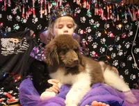 Peppa, a female Newfoundland for sale in Brownington Center, VT – Photo 9 of 10