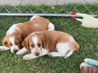Bosco, a male Welsh Springer Spaniel for sale in Calimesa, CA – Photo 4 of 5