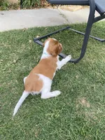 Bosco, a male Welsh Springer Spaniel for sale in Calimesa, CA – Photo 5 of 5
