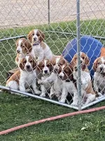 Bosco, a male Welsh Springer Spaniel for sale in Calimesa, CA – Photo 3 of 5