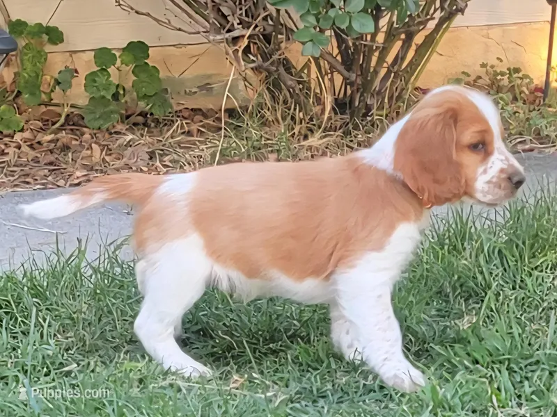 Bosco – Welsh Springer Spaniel puppy for sale in Calimesa, CA