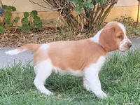 Bosco, a male Welsh Springer Spaniel for sale in Calimesa, CA – Photo 1 of 5