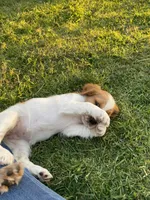Daisy, a female Welsh Springer Spaniel for sale in Calimesa, CA – Photo 3 of 5